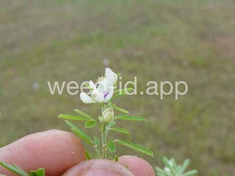 lespedeza, sericea